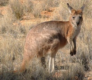 Hill_kangaroo