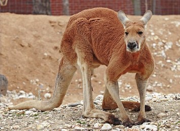 Plains_kangaroo